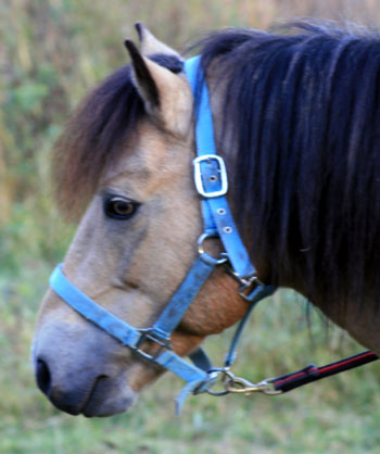 Foto & Copyright: Linnea Falk