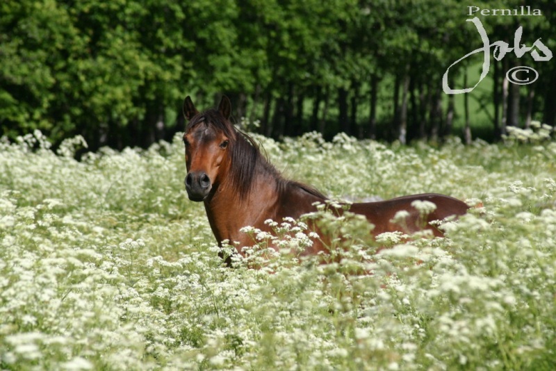 Elittravaren Zabine 4348 på visit från Gotland myser bland hundkäxen, bakom henne syns örsnibben av hennes fuxiga stoföl. Åkerby 2008-06-15. Foto: Pernilla Jobs©