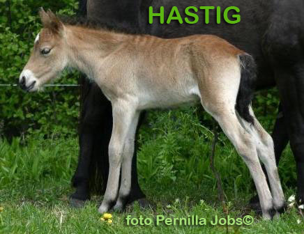 Foto & Copyright: Pernilla Jobs
