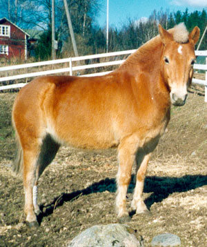 Sabina