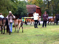 Sammanbiten domare